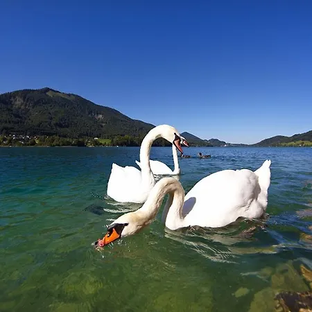 Seerose Fuschl am See