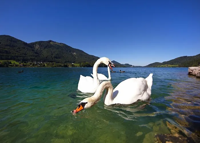 Seerose Fuschl am See
